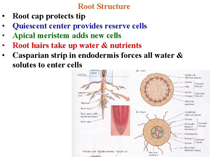  • • • Root Structure Root cap protects tip Quiescenter provides reserve cells