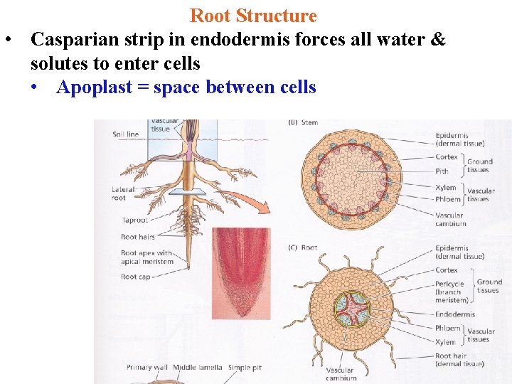 Root Structure • Casparian strip in endodermis forces all water & solutes to enter
