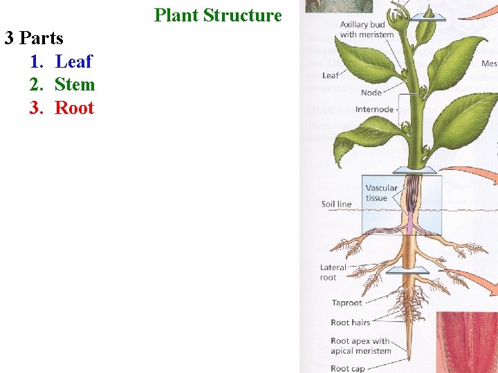 Plant Structure 3 Parts 1. Leaf 2. Stem 3. Root 