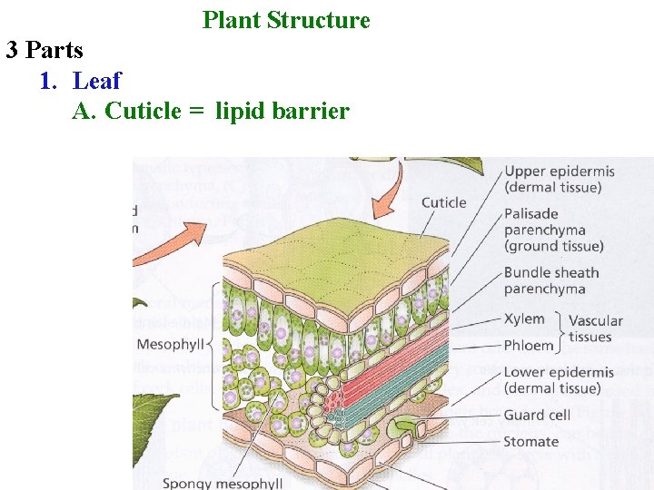 Plant Structure 3 Parts 1. Leaf A. Cuticle = lipid barrier 