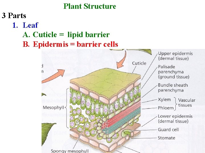 Plant Structure 3 Parts 1. Leaf A. Cuticle = lipid barrier B. Epidermis =