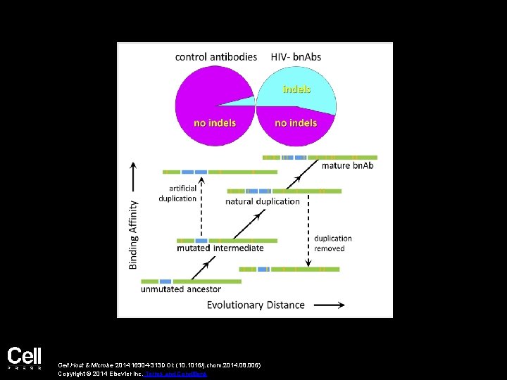 Cell Host & Microbe 2014 16304 -313 DOI: (10. 1016/j. chom. 2014. 08. 006)