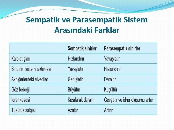 Sempatik ve Parasempatik Sistem Arasındaki Farklar 