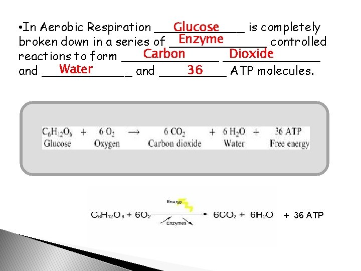 Glucose • In Aerobic Respiration ______ is completely Enzyme broken down in a series