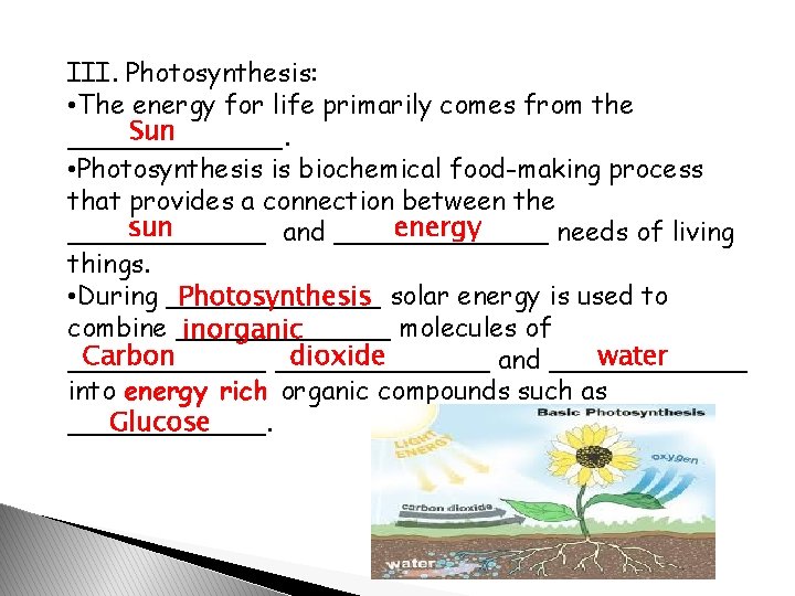 III. Photosynthesis: • The energy for life primarily comes from the Sun _______. •