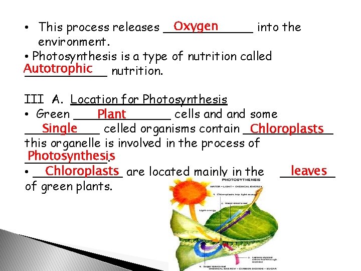 Oxygen • This process releases ______ into the environment. • Photosynthesis is a type