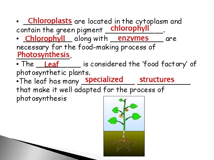 Chloroplasts are located in the cytoplasm and • ______ chlorophyll contain the green pigment
