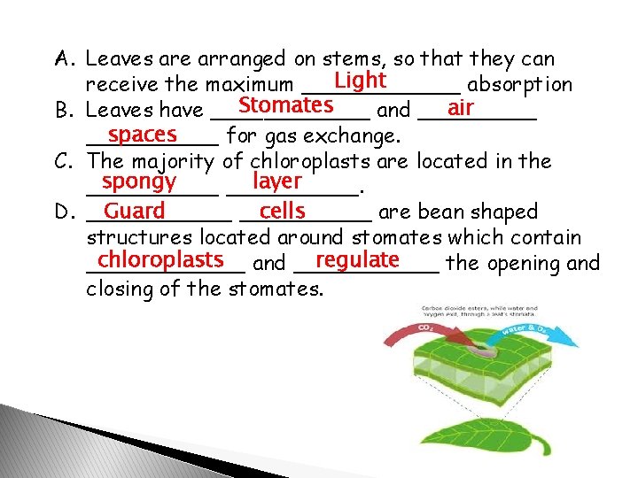 A. Leaves are arranged on stems, so that they can Light receive the maximum
