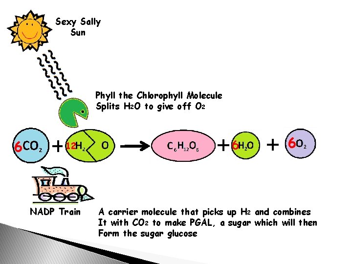 Sexy Sally Sun Phyll the Chlorophyll Molecule Splits H 2 O to give off