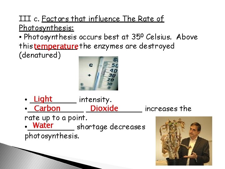 III c. Factors that influence The Rate of Photosynthesis: • Photosynthesis occurs best at