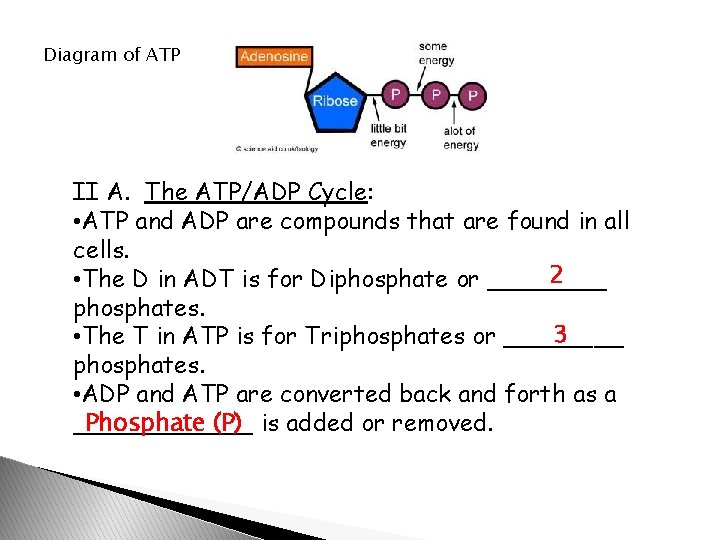 Diagram of ATP II A. The ATP/ADP Cycle: • ATP and ADP are compounds