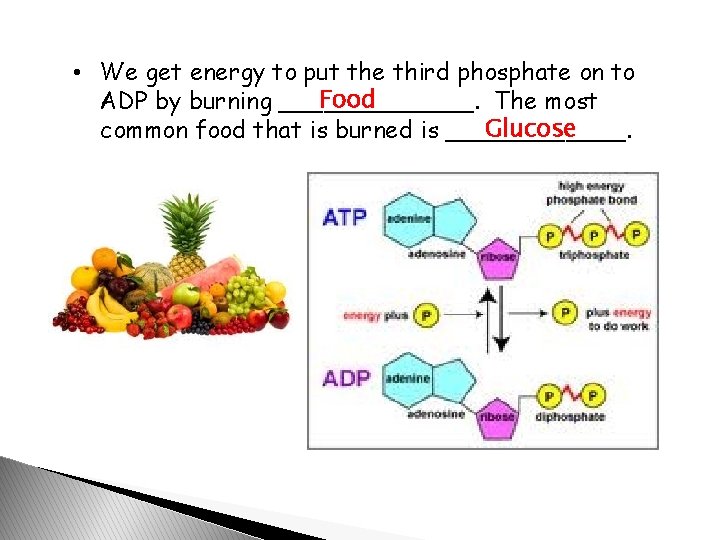  • We get energy to put the third phosphate on to Food ADP