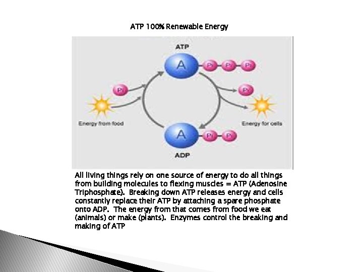ATP 100% Renewable Energy All living things rely on one source of energy to