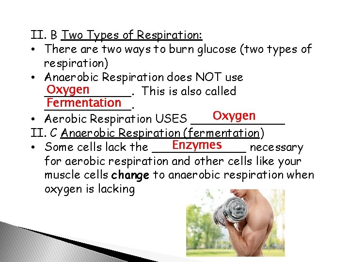 II. B Two Types of Respiration: • There are two ways to burn glucose