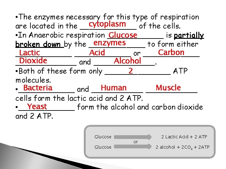  • The enzymes necessary for this type of respiration cytoplasm are located in