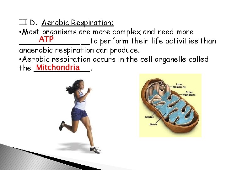 II D. Aerobic Respiration: • Most organisms are more complex and need more ATP