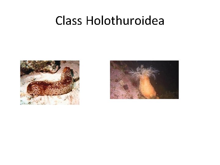 Class Holothuroidea 
