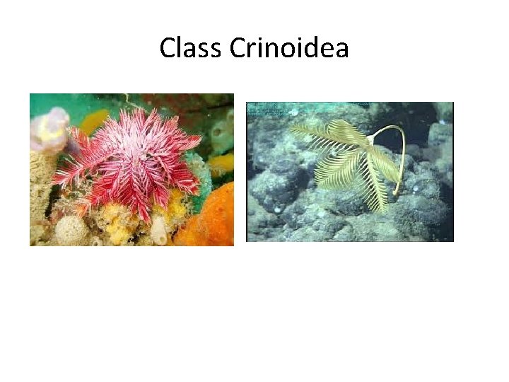Class Crinoidea 