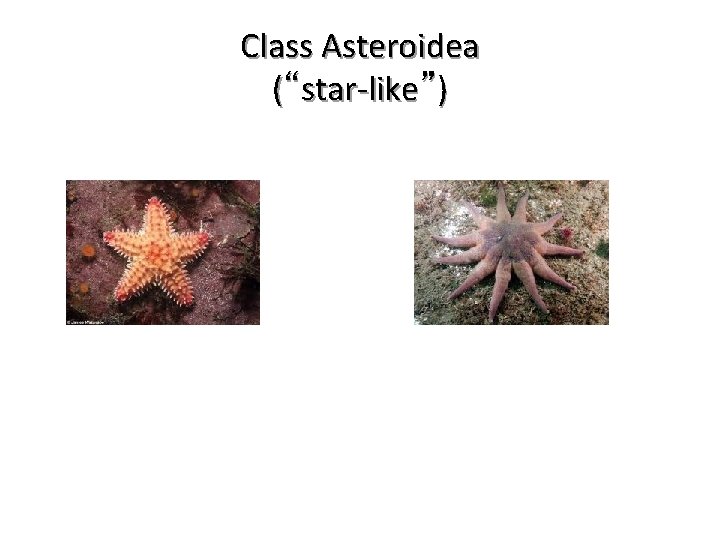 Class Asteroidea (“star-like”) 