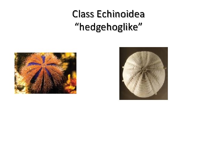 Class Echinoidea “hedgehoglike” 