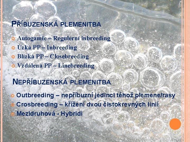 PŘÍBUZENSKÁ PLEMENITBA Autogamie – Regulérní inbreeding Úzká PP – Inbreeding Blízká PP – Closebreeding