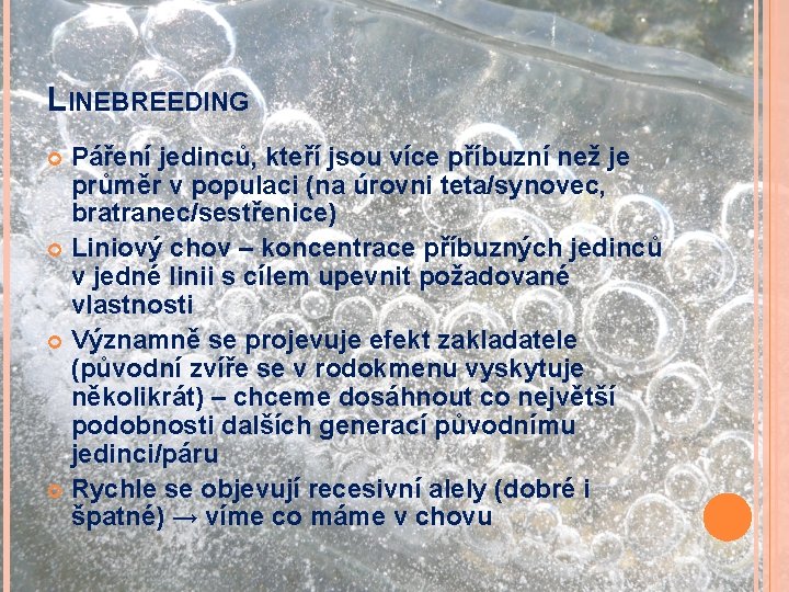 LINEBREEDING Páření jedinců, kteří jsou více příbuzní než je průměr v populaci (na úrovni