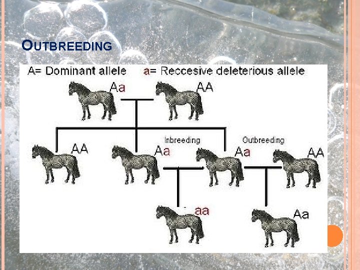 OUTBREEDING Výběr partnerů geneticky co nejvzdálenějších Vnášení nepříbuzného genetického materiálu do chovu (NEW BLOOD)