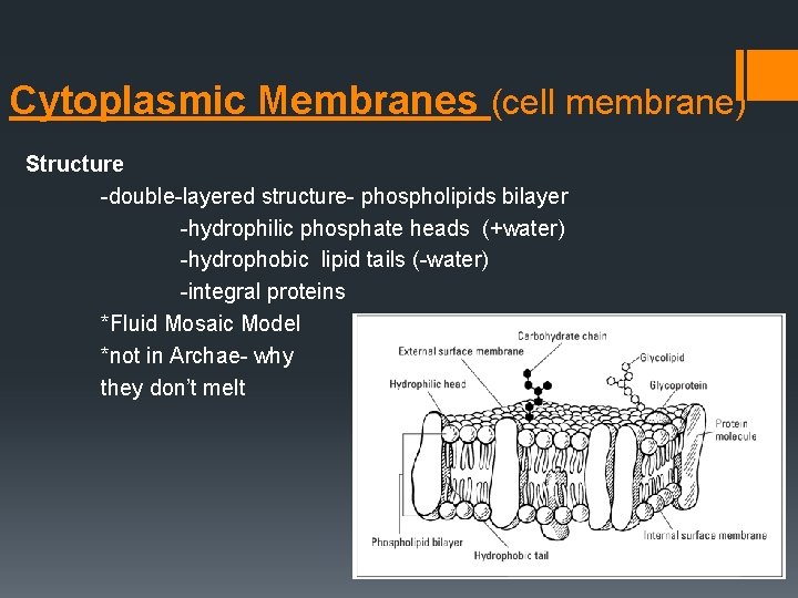 Cytoplasmic Membranes (cell membrane) Structure -double-layered structure- phospholipids bilayer -hydrophilic phosphate heads (+water) -hydrophobic
