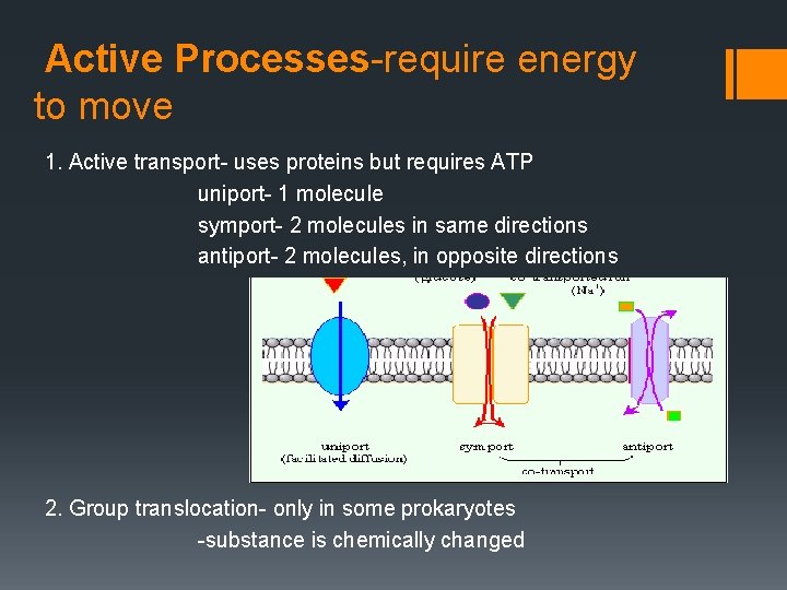 Active Processes-require energy to move 1. Active transport- uses proteins but requires ATP uniport-