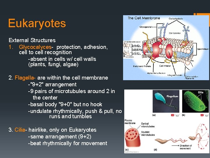 Eukaryotes External Structures 1. Glycocalyces- protection, adhesion, cell to cell recognition -absent in cells