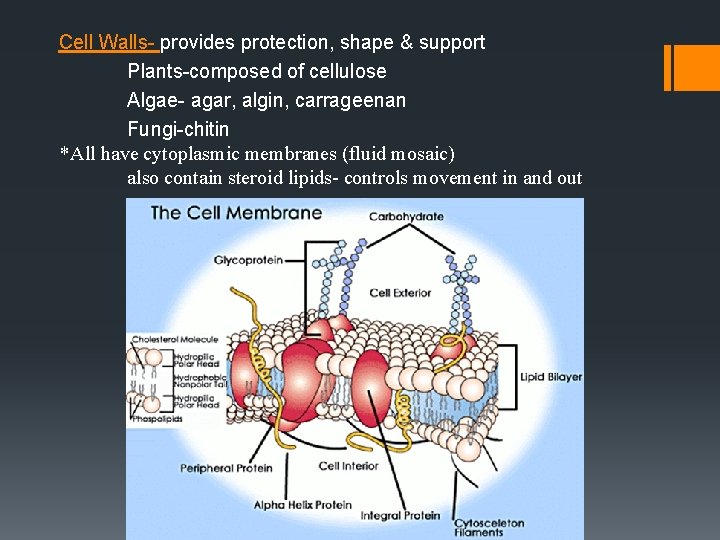 Cell Walls- provides protection, shape & support Plants-composed of cellulose Algae- agar, algin, carrageenan