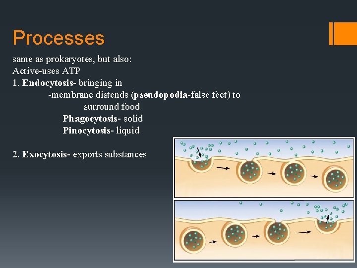Processes same as prokaryotes, but also: Active-uses ATP 1. Endocytosis- bringing in -membrane distends