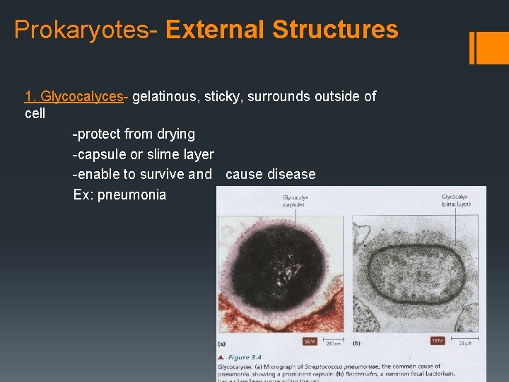 Prokaryotes- External Structures 1. Glycocalyces- gelatinous, sticky, surrounds outside of cell -protect from drying