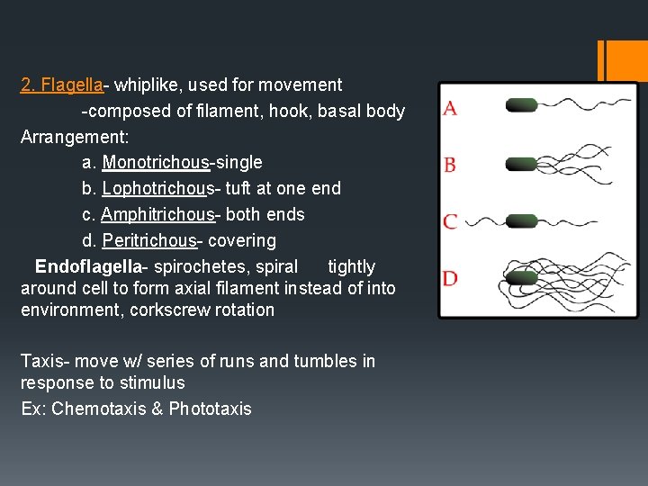 2. Flagella- whiplike, used for movement -composed of filament, hook, basal body Arrangement: a.