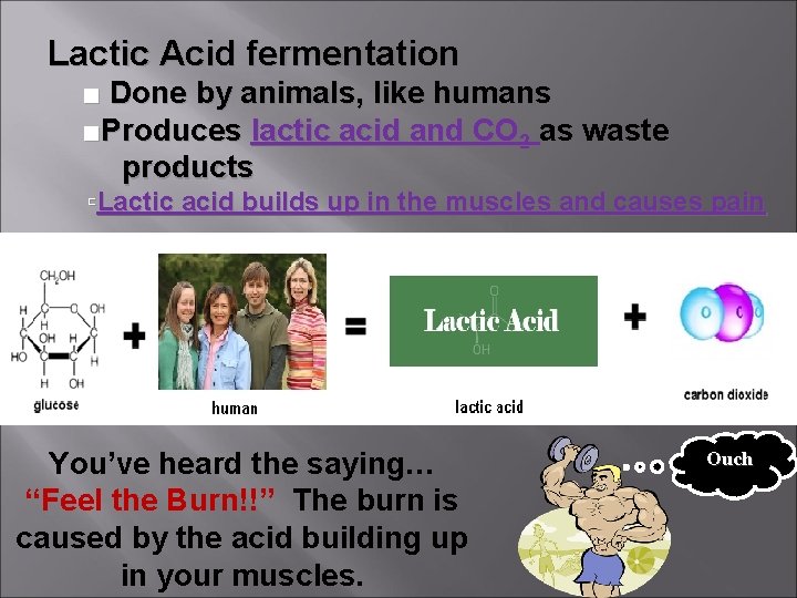 Lactic Acid fermentation ■ Done by animals, like humans ■Produces lactic acid and CO