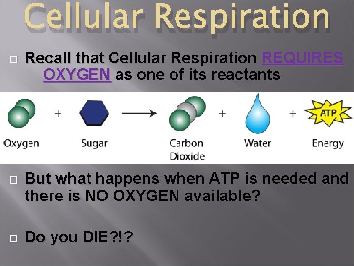 Cellular Respiration Recall that Cellular Respiration REQUIRES OXYGEN as one of its reactants But