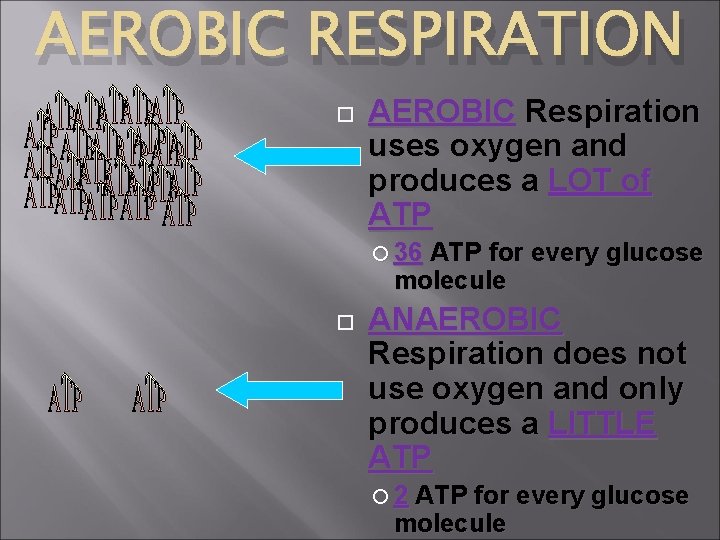 AEROBIC RESPIRATION AEROBIC Respiration uses oxygen and produces a LOT of ATP 36 ATP