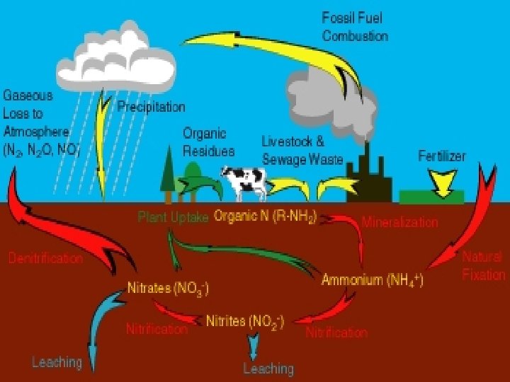 Biogeochemical Nitrogen Cycle By Patrick Greenwood Tyler Morris