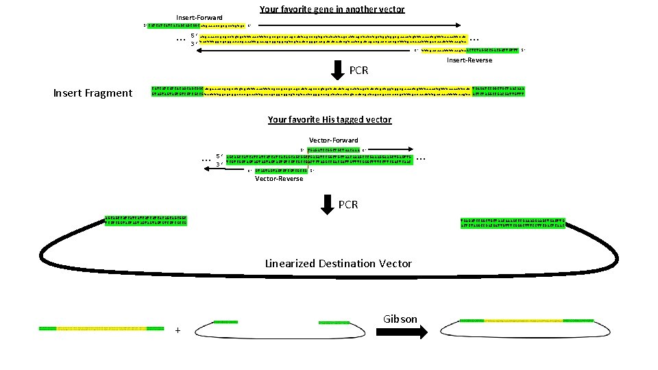 Your favorite gene in another vector Insert-Forward 5’CATCATCATCACAGCAGCGGCatgaaaccgcgcctgtgc 3’ … 5’ atgaaaccgcgcctgtgctttaactttcgccgccgcagcattagcccgtgctatattagctatctgctggtggcgaaactgtttaaaattcat 3’ tactttggcgcggacacgaaattgaaagcggcggcgtcgtaatcgggcacgatataatcgatagacgaccaccgctttgacaaattttaagta