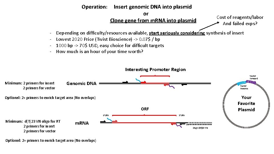 Operation: - Insert genomic DNA into plasmid or Clone gene from m. RNA into