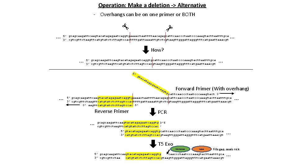 Operation: Make a deletion -> Alternative - Overhangs can be on one primer or
