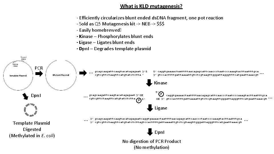 What is KLD mutagenesis? - Efficiently circularizes blunt ended ds. DNA fragment, one pot