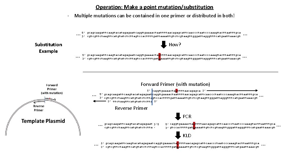 Operation: Make a point mutation/substitution - Multiple mutations can be contained in one primer