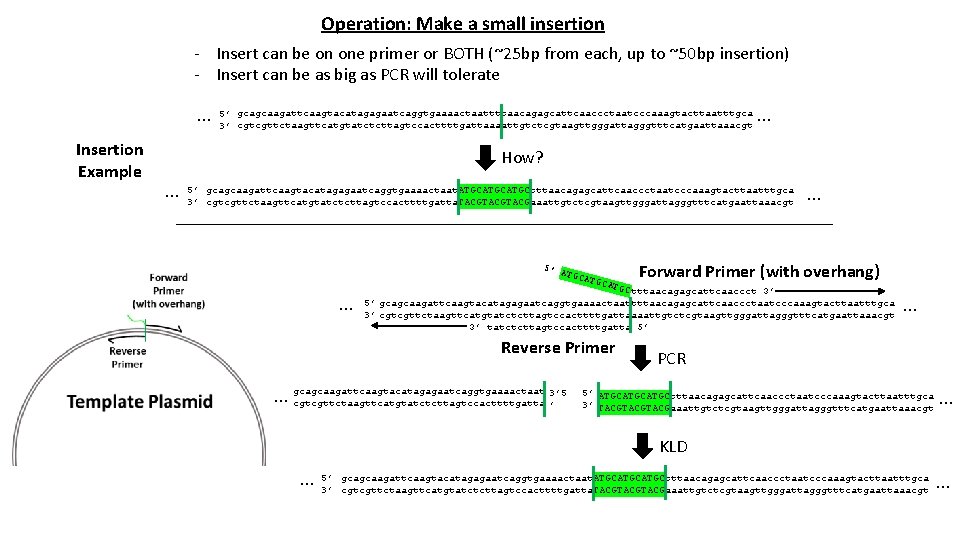 Operation: Make a small insertion - Insert can be on one primer or BOTH