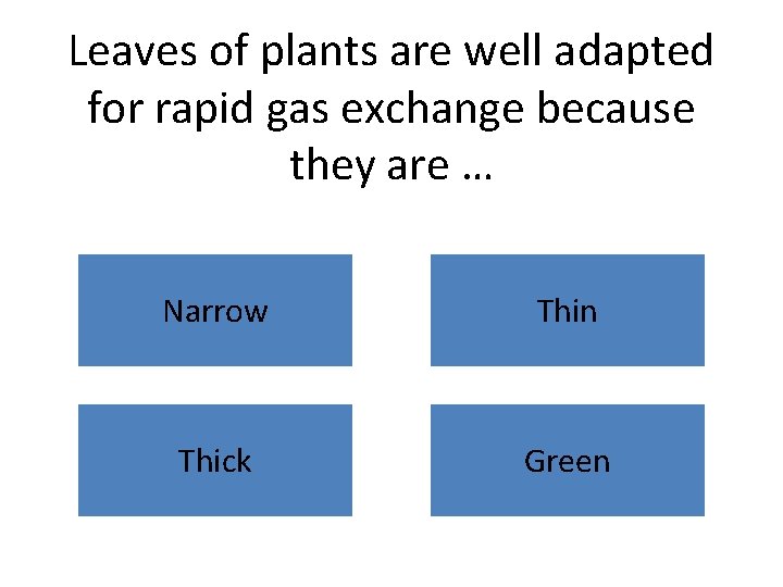 Leaves of plants are well adapted for rapid gas exchange because they are …