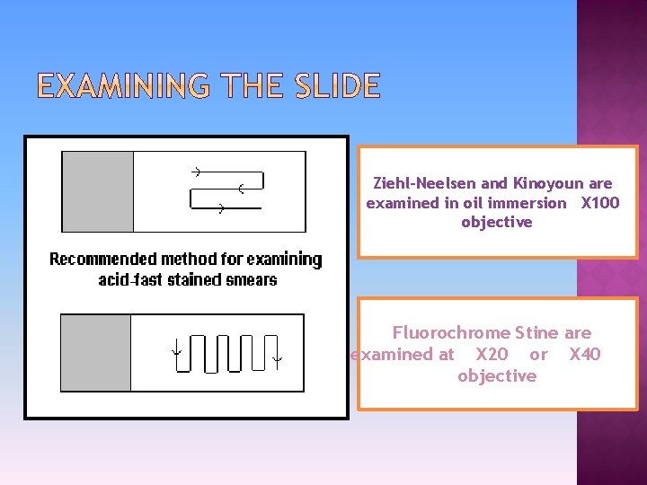 Ziehl-Neelsen and Kinoyoun are examined in oil immersion X 100 objective Fluorochrome Stine are