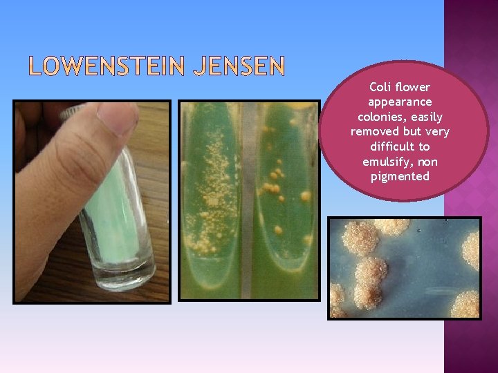 Coli flower appearance colonies, easily removed but very difficult to emulsify, non pigmented 