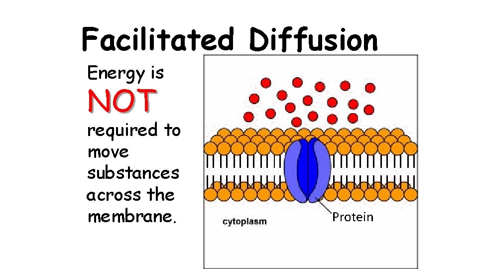 Facilitated Diffusion Energy is NOT required to move substances across the membrane. Protein 