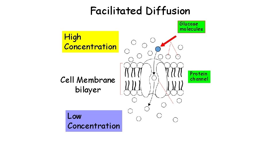 Facilitated Diffusion High Concentration Cell Membrane bilayer Low Concentration Glucose molecules Protein channel 
