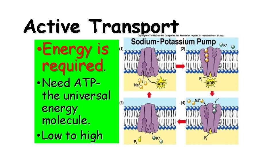 Active Transport • Energy is required. • Need ATPthe universal energy molecule. • Low